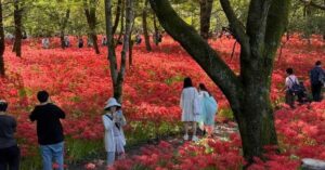 埼玉県日高市の曼珠沙華祭り