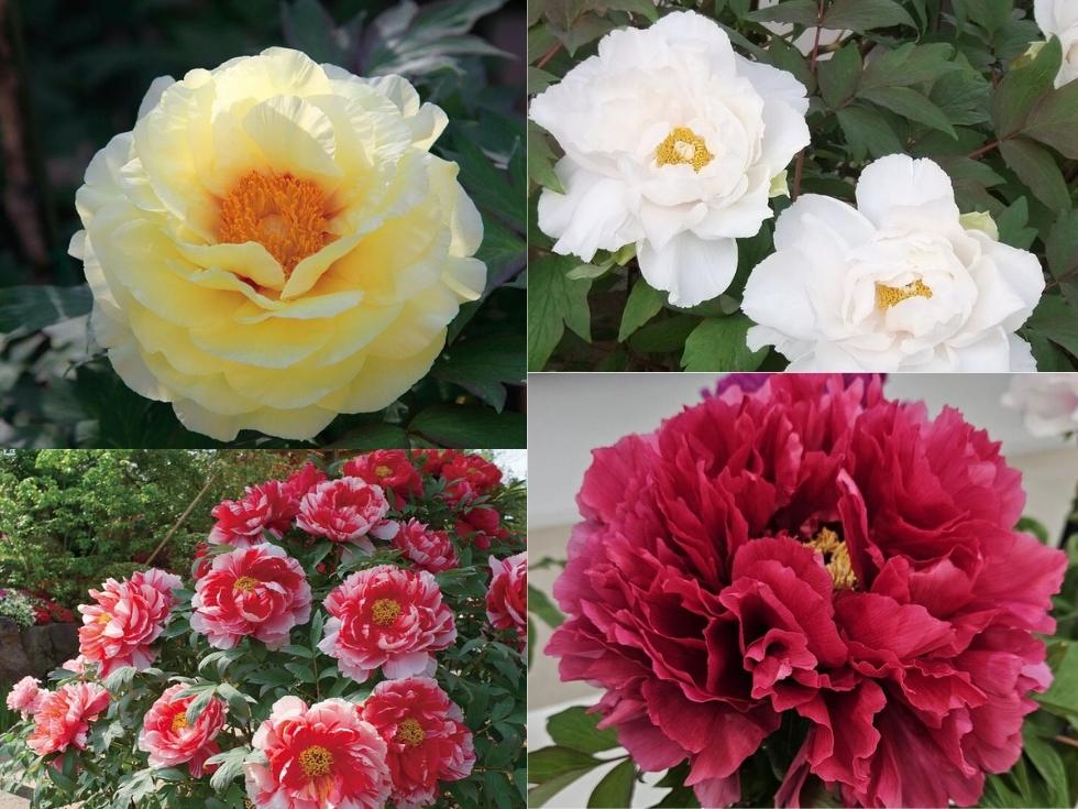 埼玉県東松山市にある「東松山ぼたん園」様に咲いている牡丹数種