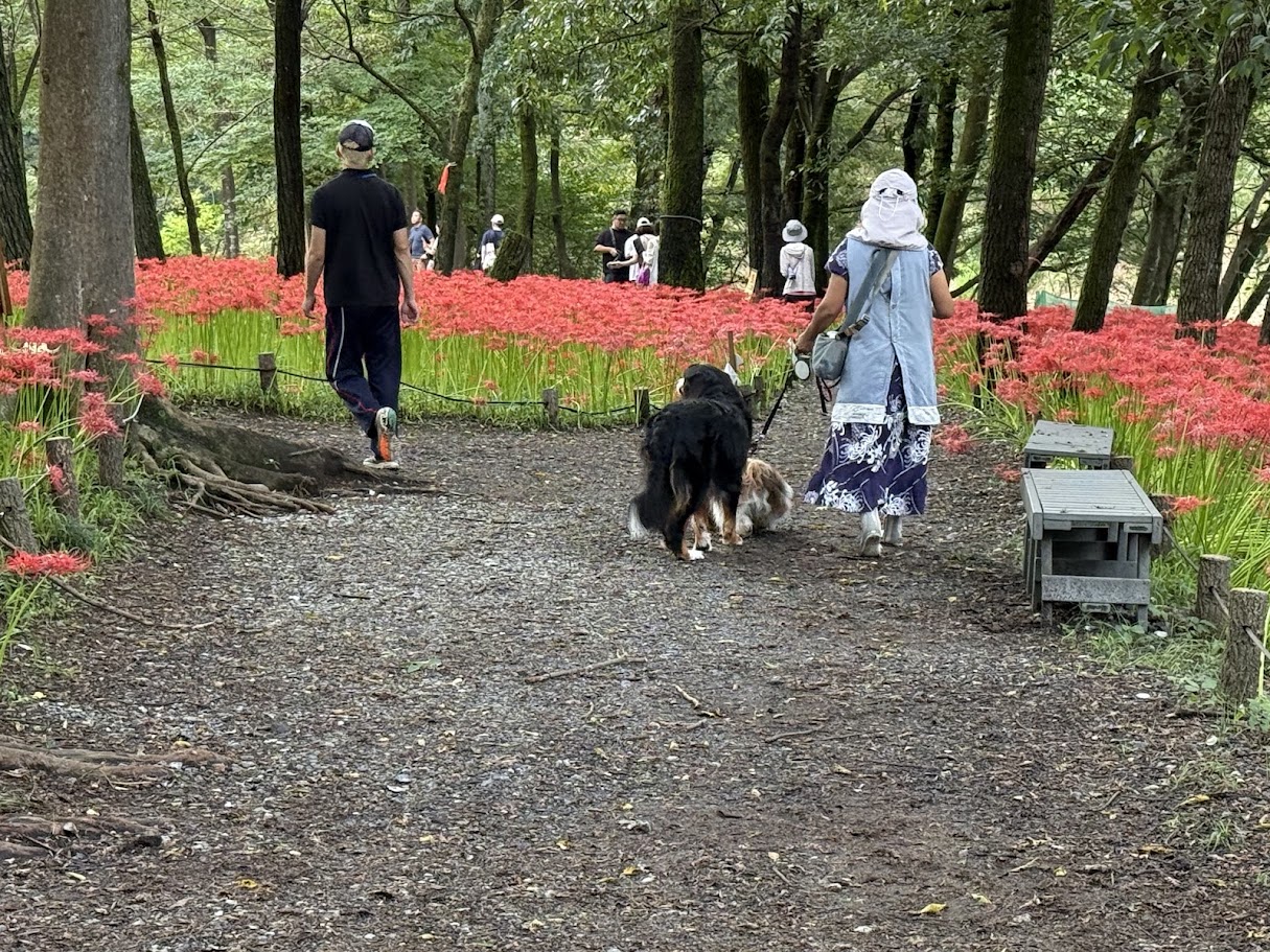 巾着田曼珠沙華公園に咲く曼珠沙華