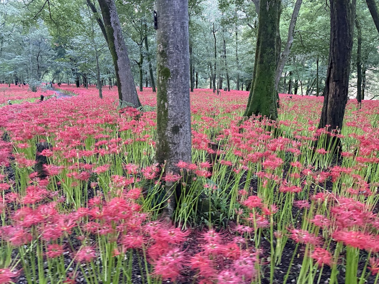 自然豊かな巾着田曼珠沙華公園の風景