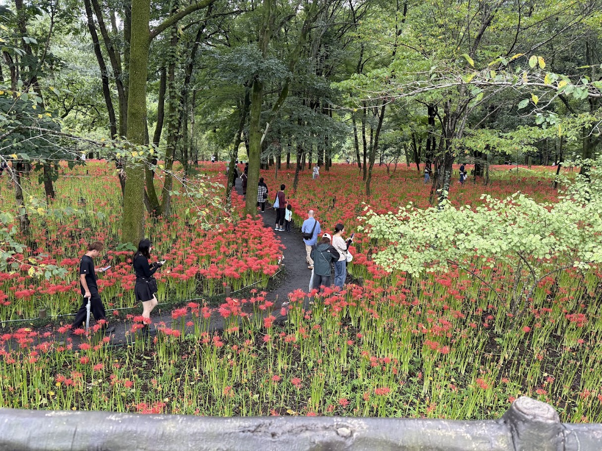 開花時期の巾着田曼珠沙華公園
